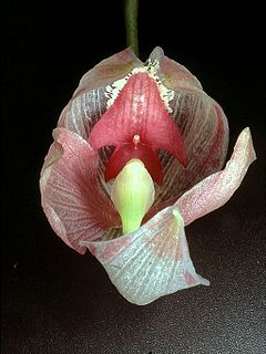 <i>Paphinia seegeri</i> Species of orchid