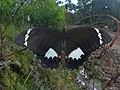 Papilio aegeus 2.jpg