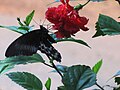 Unidentified butterfly on hibiscus from Koovery