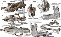 Paraceratherium linxiaense skull.jpg