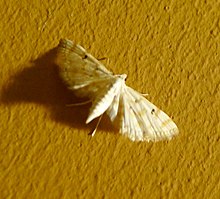 Indianmeal moth - Wikipedia