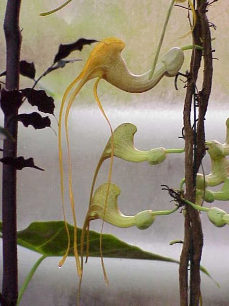 File:Pararistolochia promissa Habitus0.jpg