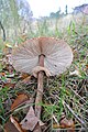 Macrolepiota procera