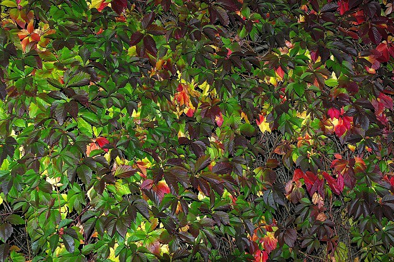 File:Parthenocissus quinquefolia20200928 17059.jpg