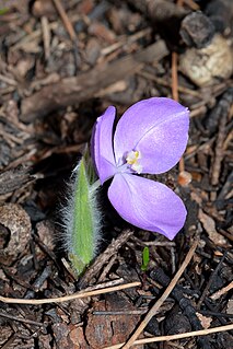 <i>Patersonia babianoides</i> Species of flowering plant