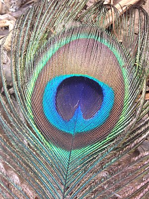 Close-up of a Peacock Feather