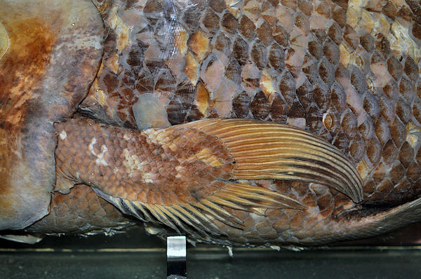 Pectoral fin with fleshy lobe of Latimeria chalumnae (Citron / CC-BY-SA-3.0)