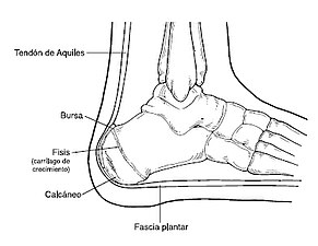 Plantarfascian