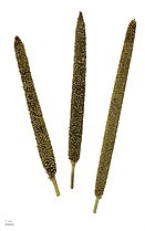 Pennisetum glaucum Museum specimen