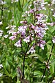 Penstemon laevigatus