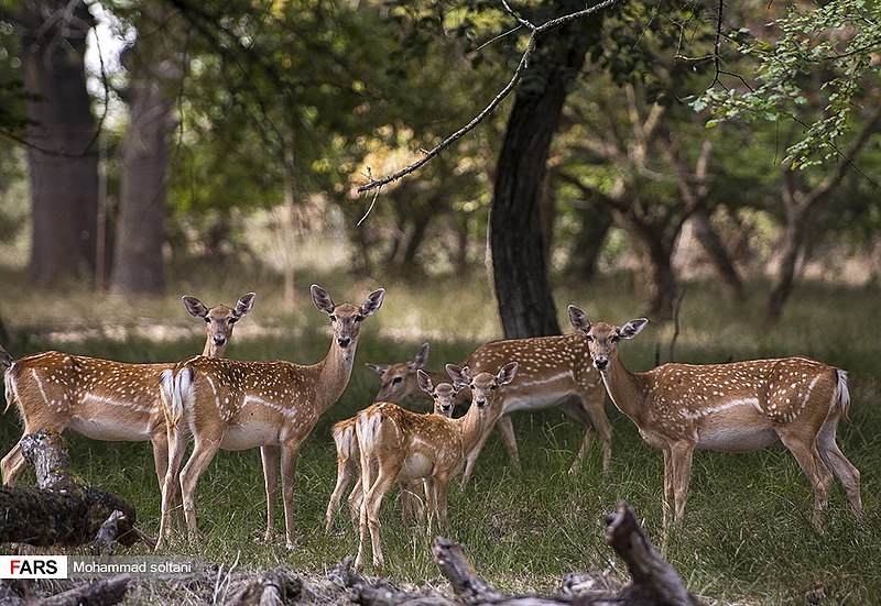 File:Persian Fallow Deers in Dasht-e Naz Wildlife Refuge 2020-06-02 11.jpg