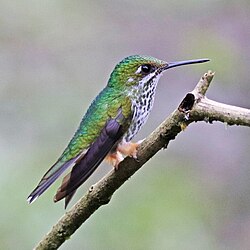 Female in eastern Ecuador Peruvian Racket-tail (f) JCB.jpg