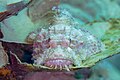 * Nomination Tasseled scorpionfish​ (Scorpaenopsis oxycephala), Anilao, Philippines --Poco a poco 08:23, 14 July 2024 (UTC) * Promotion  Support Good quality. --Юрий Д.К. 08:39, 14 July 2024 (UTC)