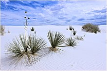 Pflanzen im White Sands Nationalpark