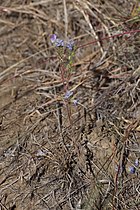 Phacelia linearis