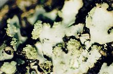 Phaeophyscia pusilloides Phaeophyscia pusilloides (EU).jpg