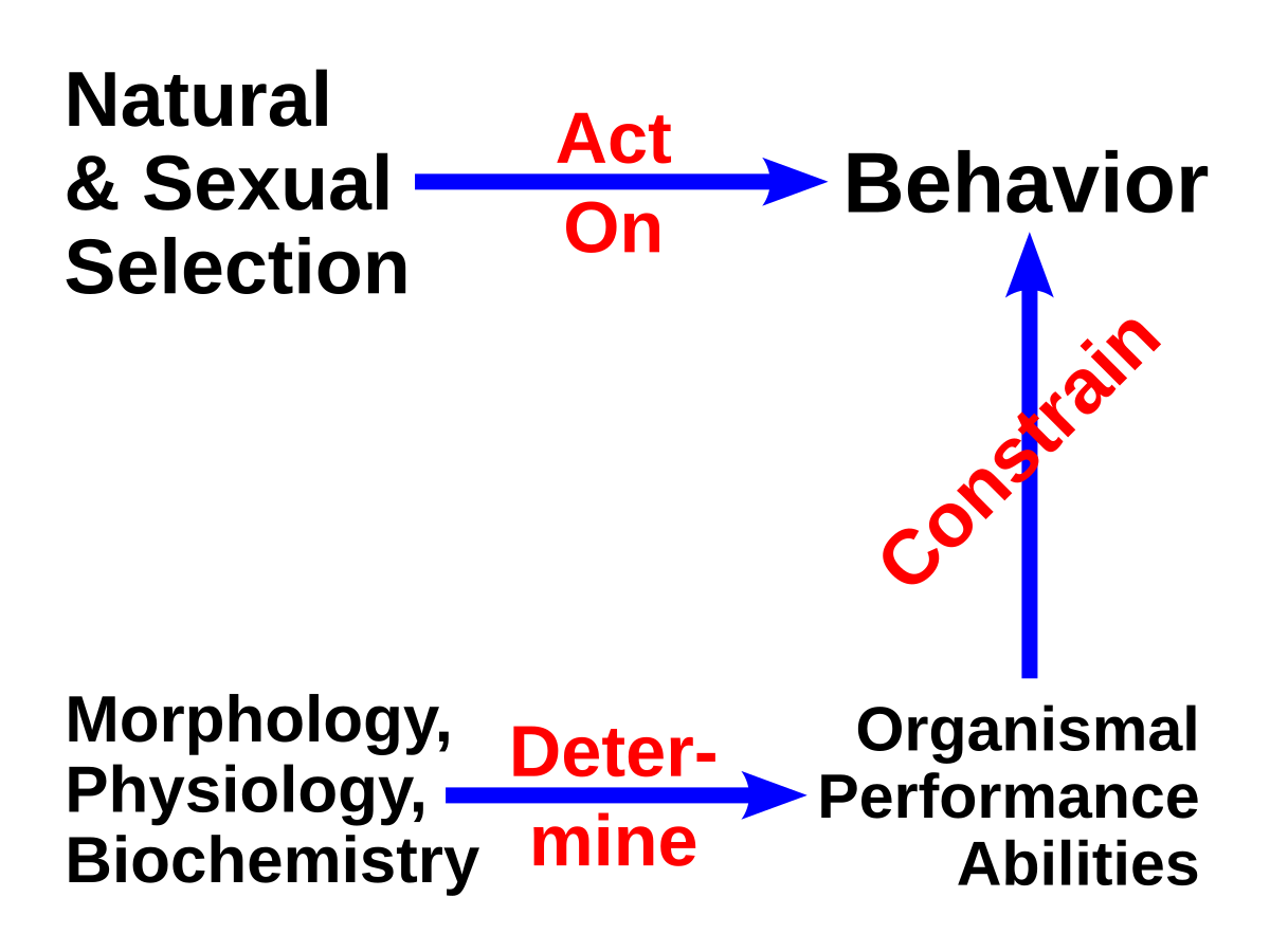 Evolutionary Physiology Wikipedia