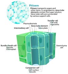 Cellerna i floemet. Silcellerna, som har förlorat sina cellkärnor, är sammanfogade med silplattor som gör att vätska kan flöda fritt. Följecellerna sköter in- och uttransport i silcellerna genom plasmodesmata (porer). 