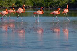 Río Lagartos, Yucatán, Mexico