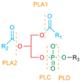 Phospholipases2.png