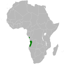 Phyllastrephus fulviventris distribution map.png