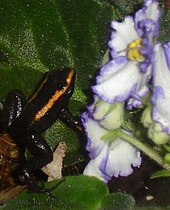 Phyllobates aurotaenia mit orangefarbenen Rückenbändern