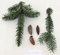 Picea omorika twigs and cones.JPG