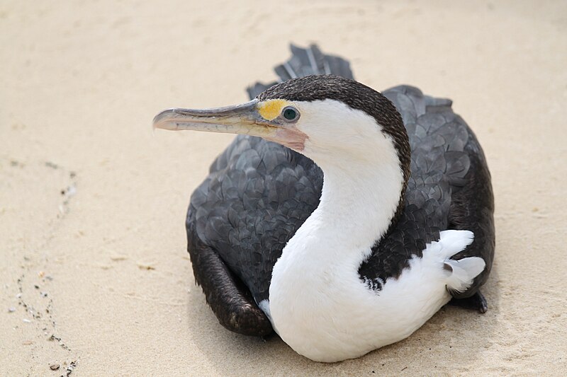 File:Pied Cormorant on a beach in Australia.jpg