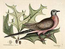 Earliest published illustration of the species (a male), Mark Catesby, 1731 Pigeon-of-passage.jpg