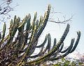 Pilosocereus tuberculatus