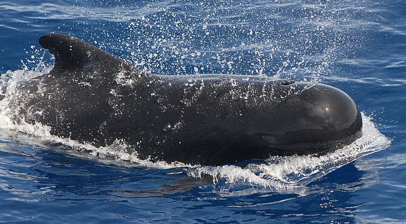 File:Pilot whale.jpg