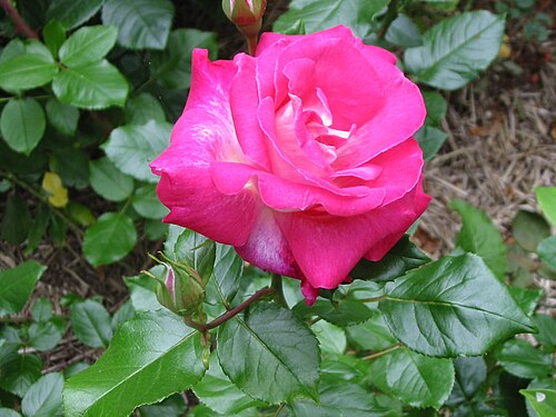 Pink rose