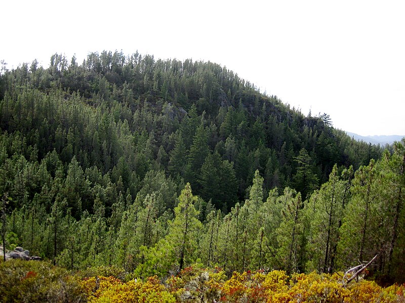 File:Pinus attenuata Big Basin 4.jpg