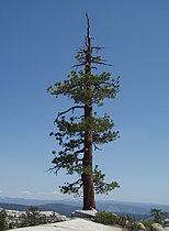 Tree, west of Flora Lake, California