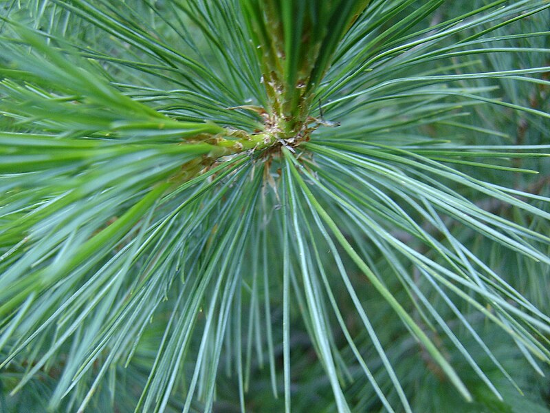 File:Pinus peuce foliage Bulgaria.jpg