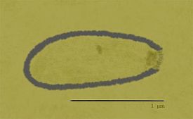 Вирион Pithovirus sibericum