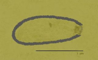 <i>Alphapithovirus</i> Genus of viruses