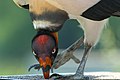 Pivoting king vulture.jpg