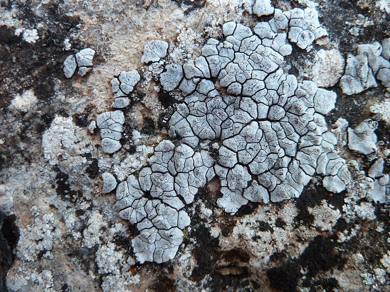 File:Placocarpus schaereri Jymm.jpg