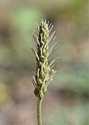 Plantago coronopus kz18.jpg