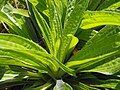 Plantago tibetica