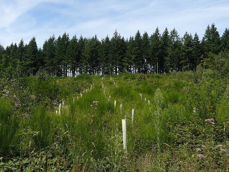 File:Plantation chêne rouge sénergue.JPG