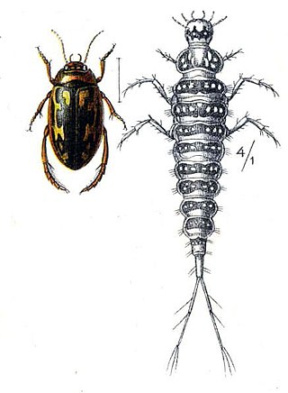 <i>Platambus</i> Genus of beetles