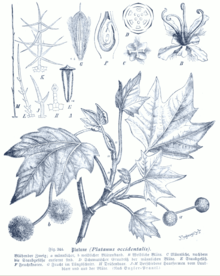 Ботаническая иллюстрация из книги Das Pflanzenreich. Hausschatz des Wissens, 1900