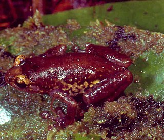 <i>Platypelis tsaratananaensis</i> Species of frog