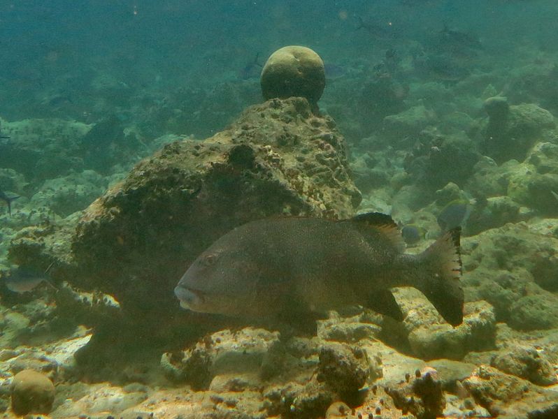 File:Plectorhinchus obscurus Landaagiraavaru.JPG