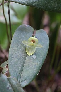<i>Pleurothallis</i> Genus of orchids