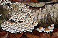 Cluster of P. crispa on a fallen birch Log
