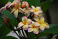 Plumeria 'Lei Rainbow'