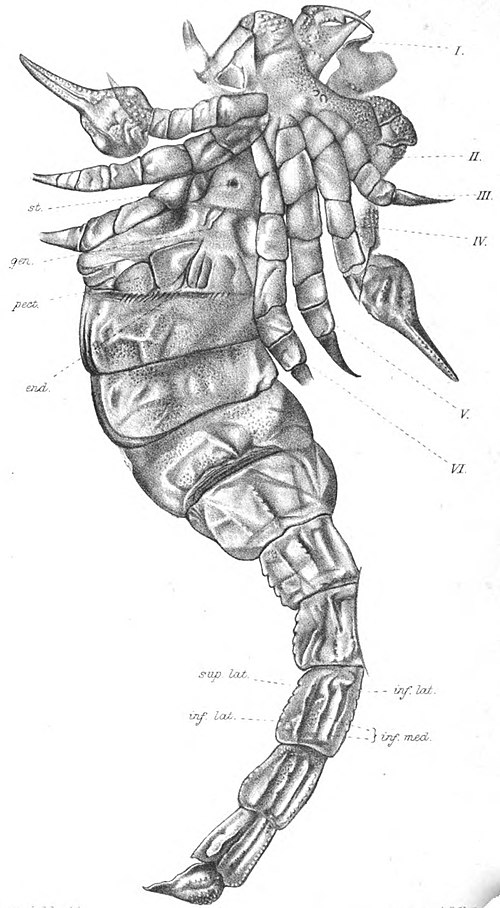 Allopalaeophonus, formerly called Palaeophonus hunteri, from the Silurian of Scotland